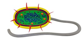 Célula Bactéria Procarionte Maquete 3d - 27 Cm